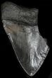 Partial Megalodon Tooth #33021-1